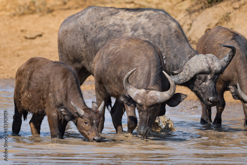 A herd of Buffalo drinking in Kruger National Park