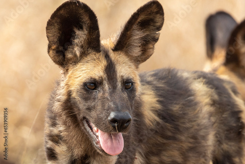 African Wild Dog  painted dog   Lycaon pictus  in Kruger National Park