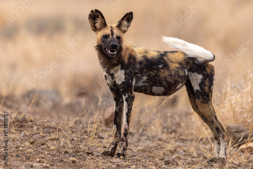 African Wild Dog (painted dog) (Lycaon pictus) in Kruger National Park