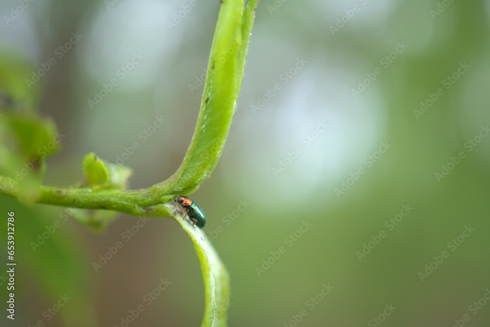 a closeup shot of a green orange bug on a branch with blurred background a closeup shot of a green orange bug on a branch with blurred background