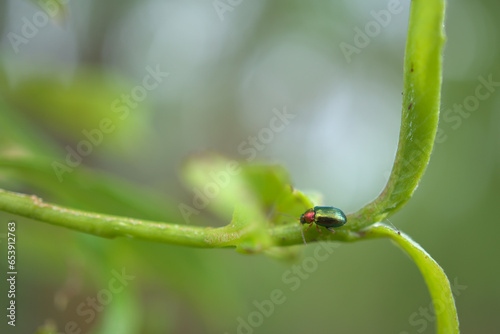 a closeup shot of a green orange bug on a branch with blurred background