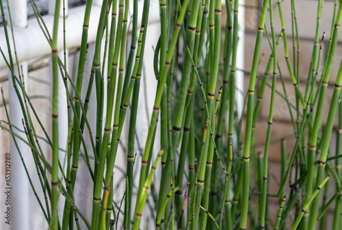 Horsetail is a medicinal plant used since ancient times. 