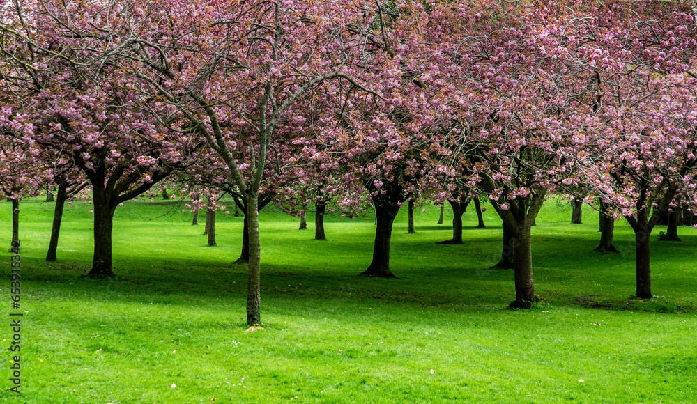 Fototapeta premium Cherry Blossom Trees in full flower in the Memorial Garden, in Dublin, Ireland.