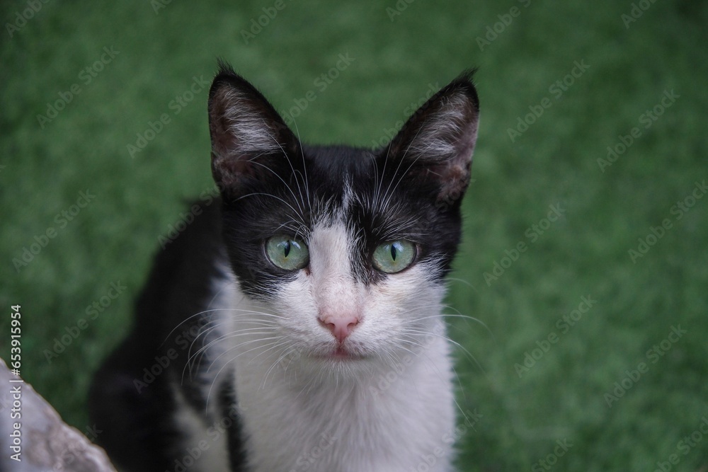close-up portrait of a cat