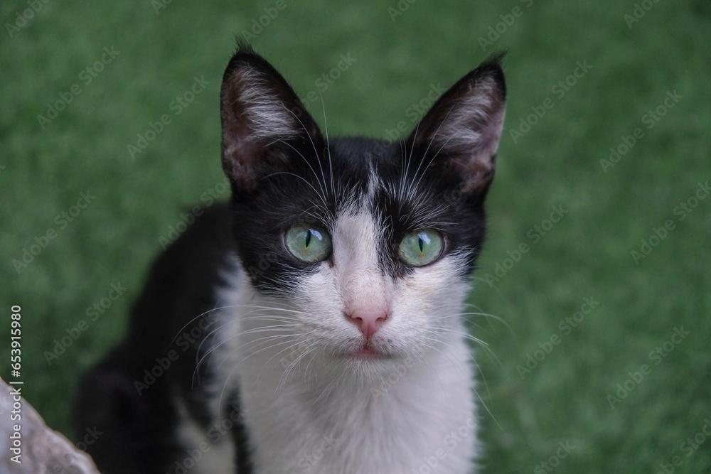 close-up portrait of a cat