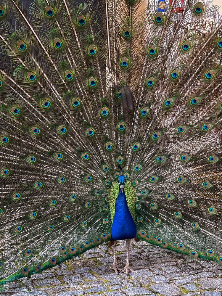 Naklejka premium Portrait of a peacock with feathers out in the park.