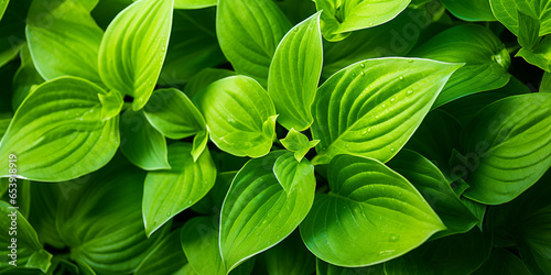 Close-up of green leaves. Green ecological wallpaper. Green plant's leaves. 
