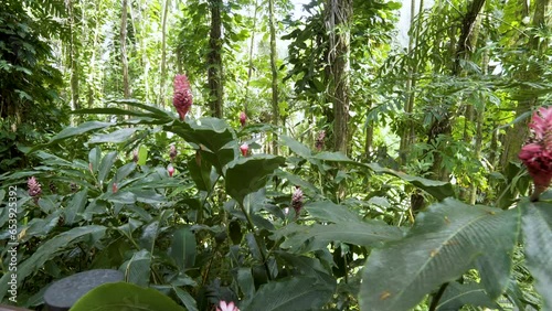 Cinematic gimbal shot of lush vegetation in tropical rainforest in Hilo in Hawaii Island, USA photo