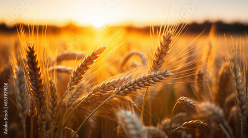 Close-up Ear of Wheat in the field at sunset. Rye concept. 