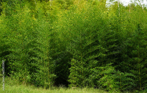 Bamboo grove background