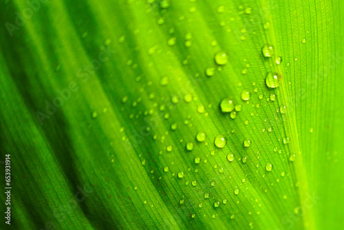 Fresh green banana leaf  background with rain drop