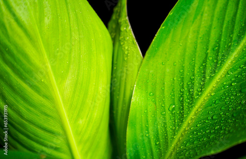 Fresh Banana leaf close-up with black background