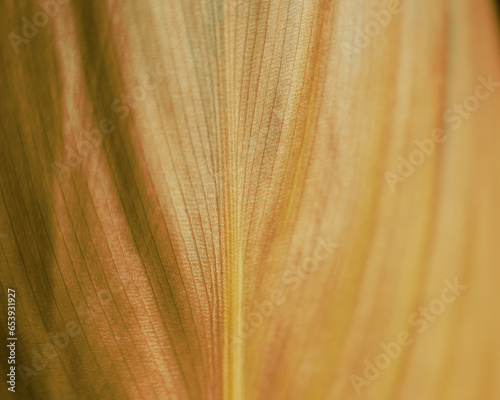 Close up of a dried leaf for brown background