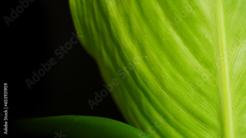 Fresh Banana leaf close-up with black background