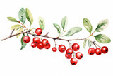 Watercolor mistletoe branches with delicate red and white berries, Christmas cards, watercolor style, white background, with copy space