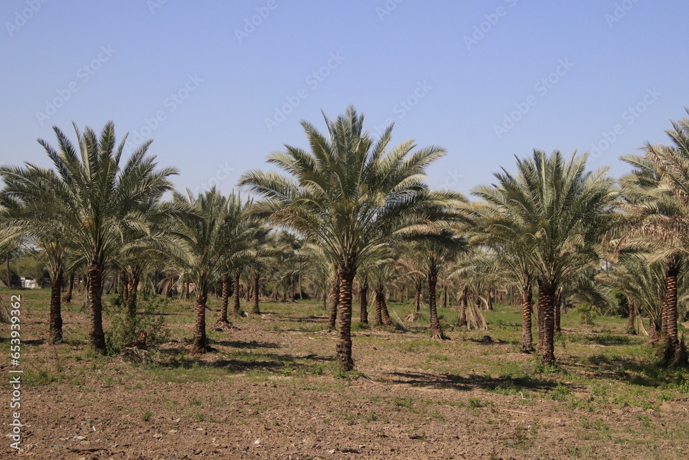 palm trees with blue sky in iraq