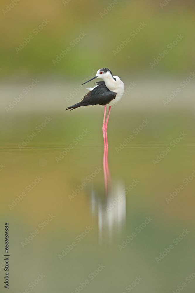 Obraz premium Red-legged Black-winged Stilt walking on the lake.