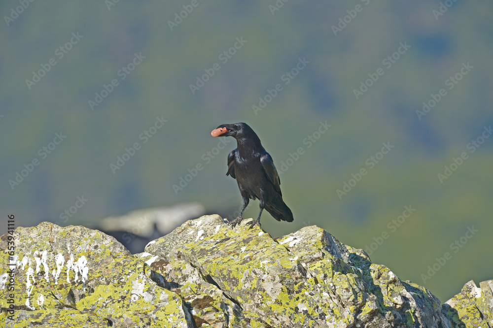 Fototapeta premium Northern Raven eating a boar carcass.