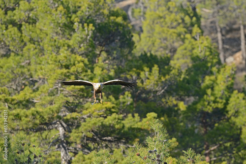 White-tailed Eagle bringing fish to its nest.