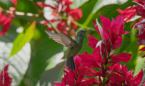 Rufous-tailed Hummingbird, Amazilia tzacatl, Colibrí Rabirrufo photo