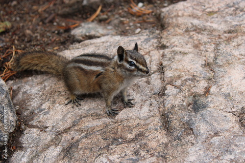 chipmunk on the rock