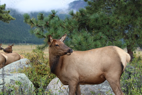 Female Elk in Mountains
