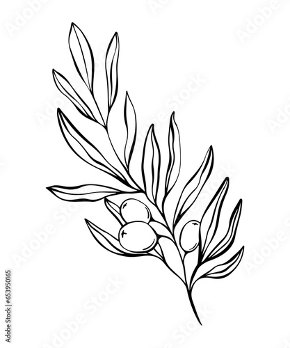 Botanical line illustration of olive leaves, branch for wedding invitation and cards, logo design, web, social media and posters template. Elegant minimal style floral vector isolated.