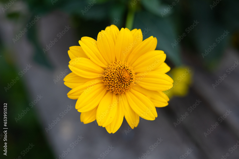 Beautiful yellow gerbera flowers close up. A yellow flower with lush petals grows in a flowerbed in the garden. Bright yellow gerbera flower, top view. Beautiful yellow gerbera flowers close up. A yellow flower with lush petals grows in a flowerbed in the garden. Bright yellow gerbera flower, top view.