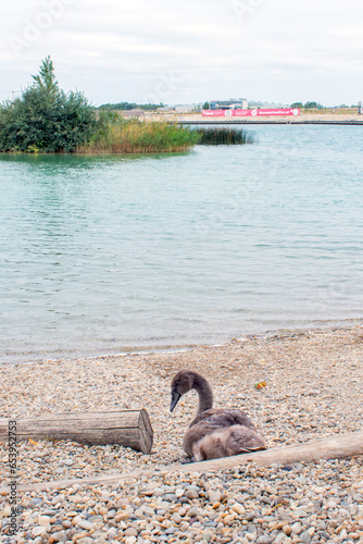 Mute Swan: Graceful Mute Swans Gliding Serenely on Vienna's Lake.