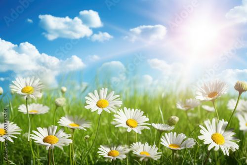 Beautiful field of daisies with sun shining in background. Perfect for nature and outdoor concepts.