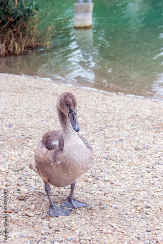Mute Swan: Graceful Mute Swans Gliding Serenely on Vienna's Lake.