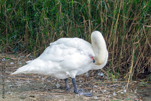 Mute Swan: Graceful Mute Swans Gliding Serenely on Vienna's Lake.
