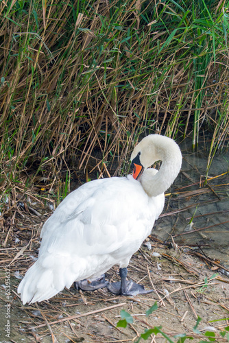 Mute Swan: Graceful Mute Swans Gliding Serenely on Vienna's Lake.
