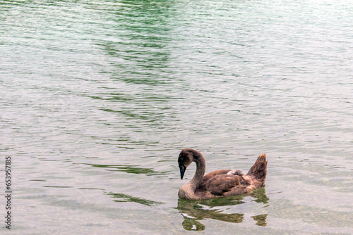 Mute Swan: Graceful Mute Swans Gliding Serenely on Vienna's Lake.