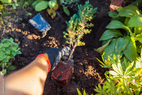 Planting Chinese Juniper Stricta into soil. Evergreen conifer with healthy roots ready for transplanting in fall garden photo