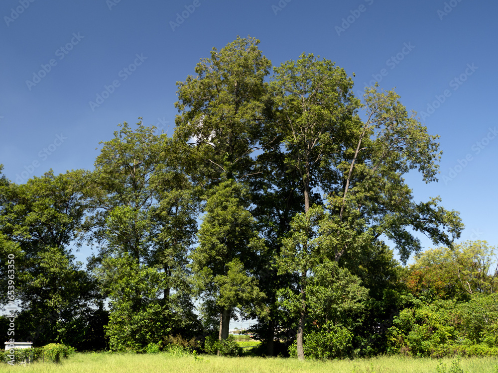 Fototapeta premium さきたま古墳公園 埼玉県