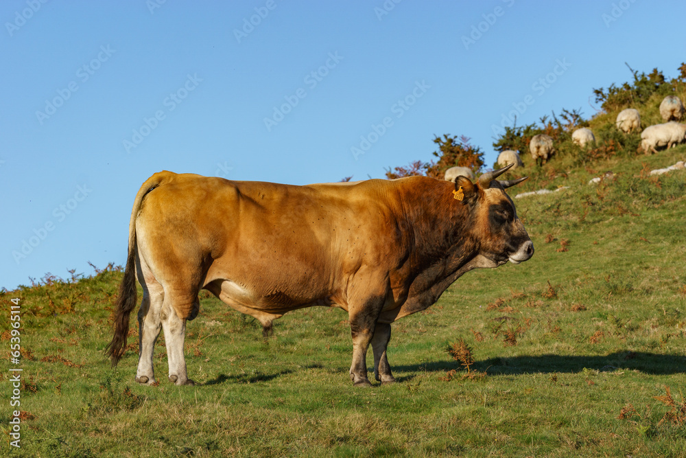 Cow bull standing on meadow during golden hour at evening in Basque Country, Spain Cow bull standing on meadow during golden hour at evening in Basque Country, Spain