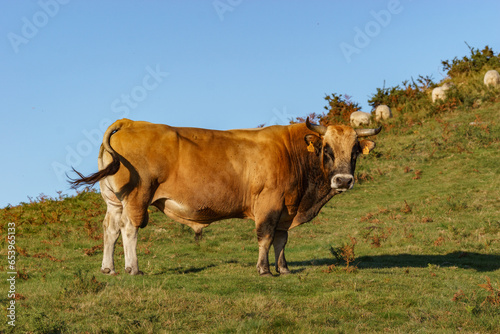 Cow bull standing on meadow during golden hour at evening in Basque Country, Spain