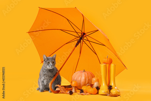 Cute cat with pumpkins, gumboots and umbrella on yellow background. Thanksgiving Day celebration