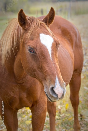 Portrait of a chestnut colored horse. © Gregory Johnston