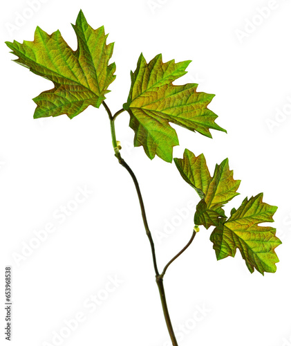 Leaf maple.Autumn leaves.Fall.september or october.Canadian tree. thanksgiving and beautiful season. on transparent, png