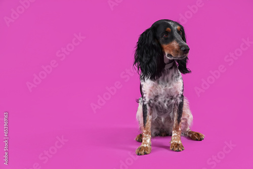 Cute cocker spaniel sitting on purple background