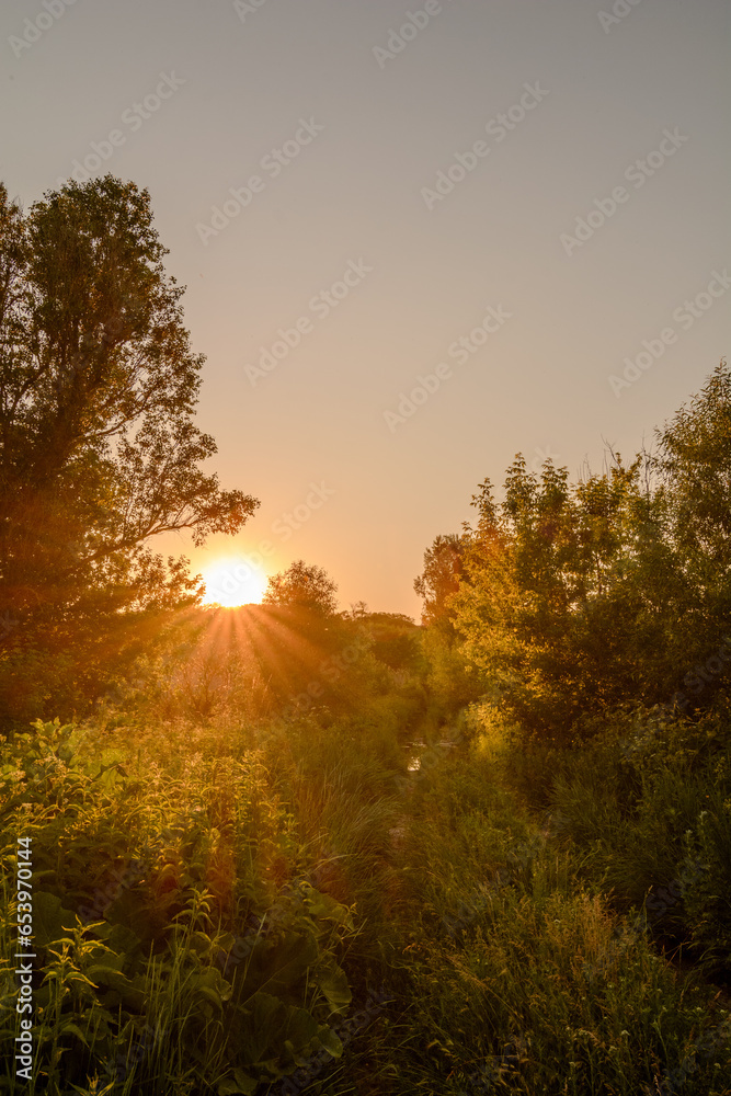 Sunset in a green field with tall green grass and trees during the golden hour.