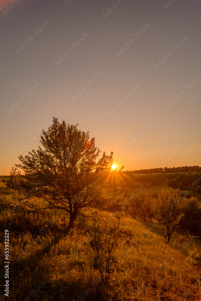Tree on a green hill, against a bright sun in a blue sky, during the golden hour.