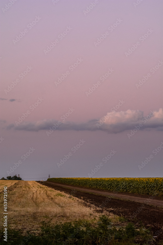 Dirt road with mown wheat field and sunflower field on either side, against a violet sky with a long cloud.