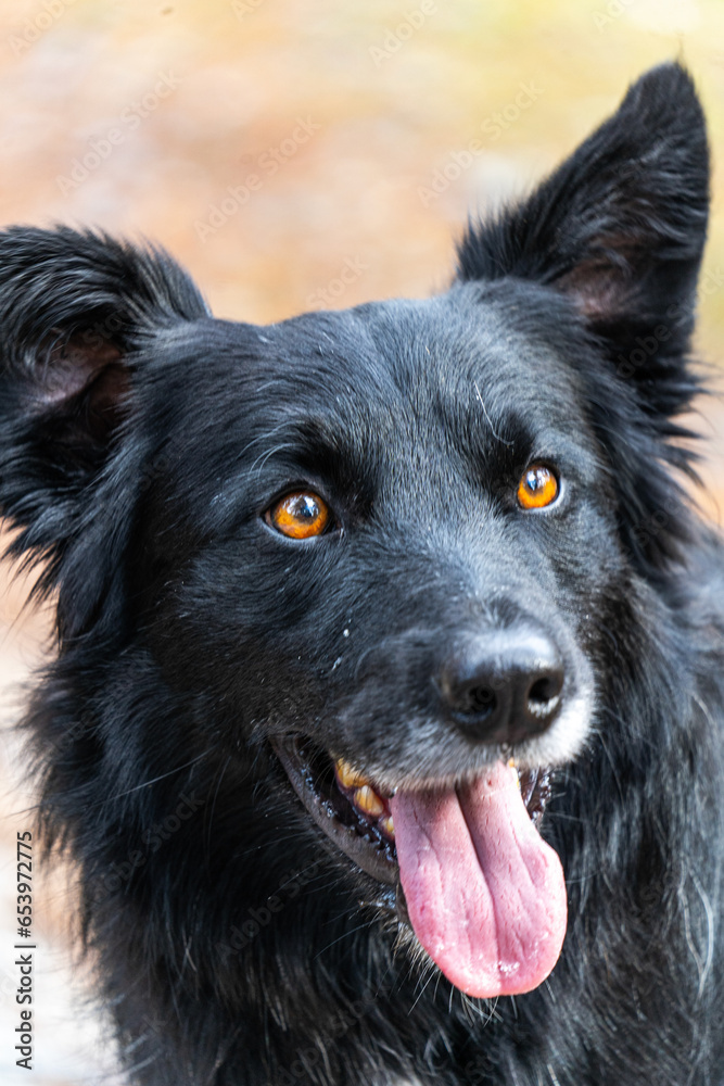 The look of a Border Collie