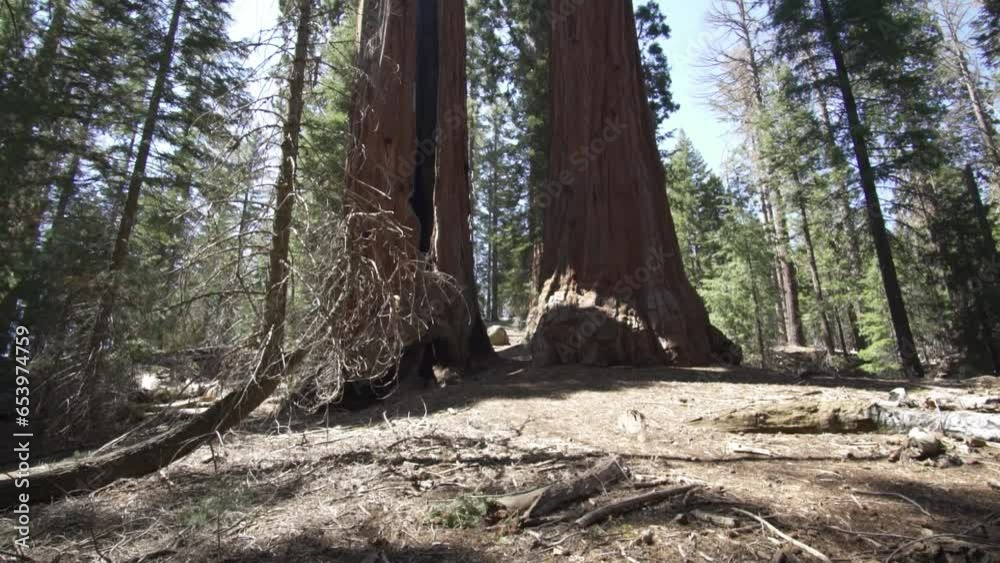 The General Sherman Colossal Giant Tree (Sequoiadendron giganteum) Largest Known Living Stem Tree on Earth in Sequoia National Park California USA