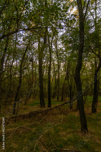 A large fallen branch in a green forest, covered in tall yellow grass, lying on green grass