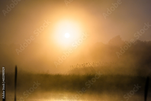Bright early sun illuminating the silhouettes of reeds growing on a misty pond. © Kykes_