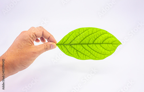 Photo of hand holding leaf on white background.